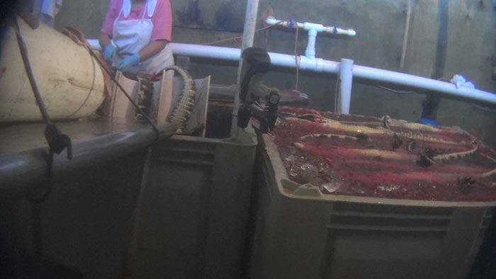 Peta toont horrorbeelden van leerproductie Hermès Birkin Bag Peta toont horrorbeelden van leerproductie Hermès Birkin Bag