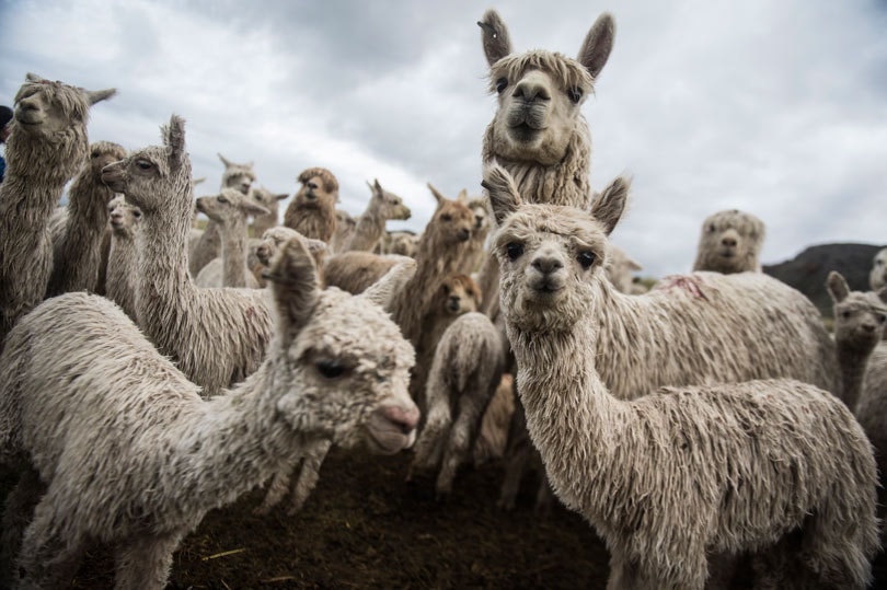 ALPACAS DEL PERÚ ALPACAS DEL PERÚ
