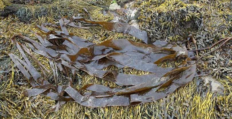 Duurzame textiel innovaties: biogaren van kelpvezels Duurzame textiel innovaties: biogaren van kelpvezels