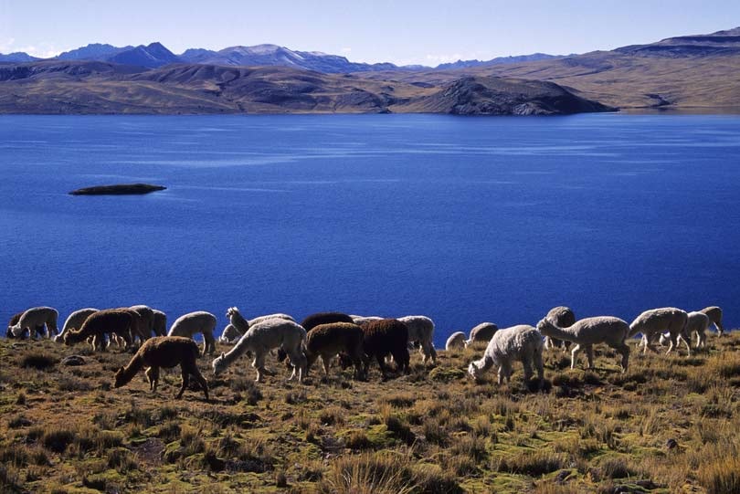 Peruaanse alpaca, een geschenk voor de modewereld Peruaanse alpaca, een geschenk voor de modewereld