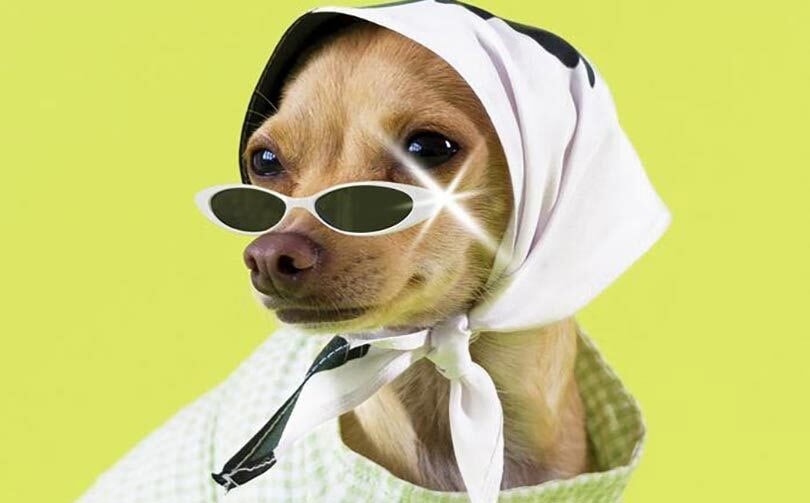Dierendag: Petwear is dé opkomende markt in de modebranche Dierendag: Petwear is dé opkomende markt in de modebranche