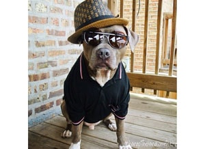 Een hond met stijl Een hond met stijl