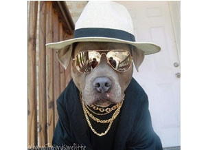 Een hond met stijl Een hond met stijl